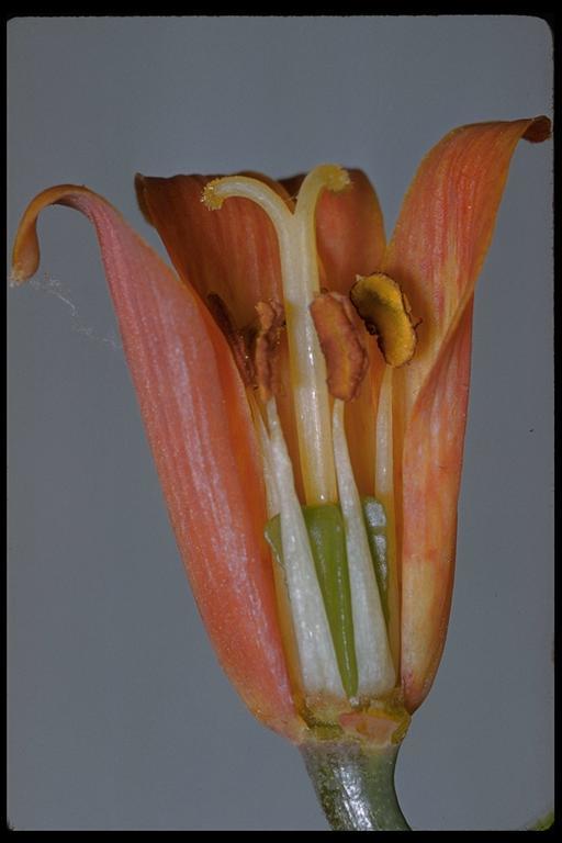 Image of scarlet fritillary