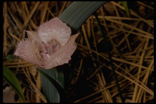 Image de Calochortus coeruleus (Kellogg) S. Watson