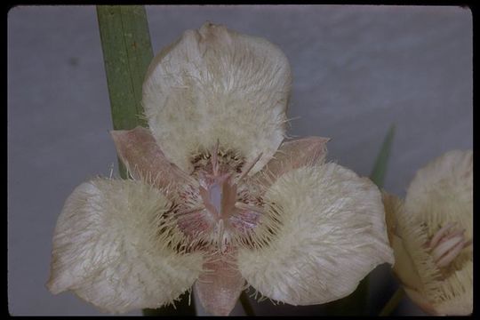 Imagem de Calochortus coeruleus (Kellogg) S. Watson