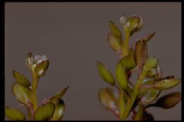 Image of shining pepperweed