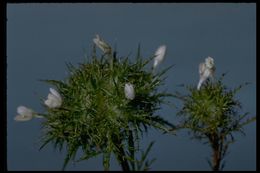 Image of Marigold Pincushion-Plant