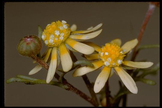 Image of common stickyseed