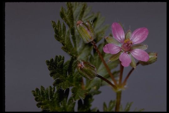 Imagem de Erodium cicutarium (L.) L'Her.