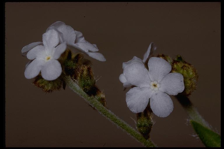 Image of wood forget-me-not