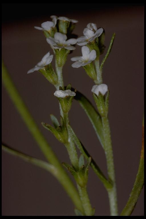 Image of stalked popcornflower