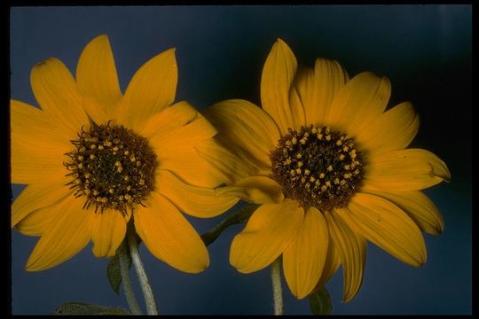 Image of common sunflower