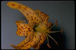 Lilium humboldtii W. Bull resmi