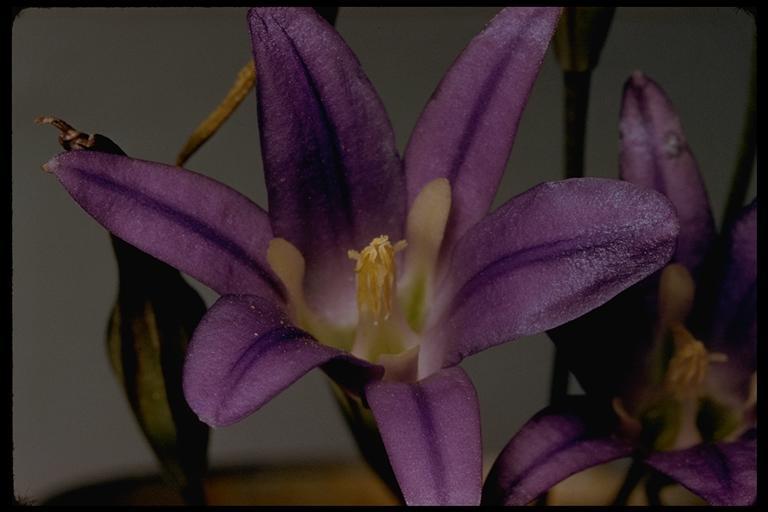 Plancia ëd Brodiaea elegans Hoover