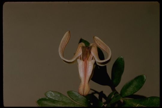 Image of longhorn steer's-head