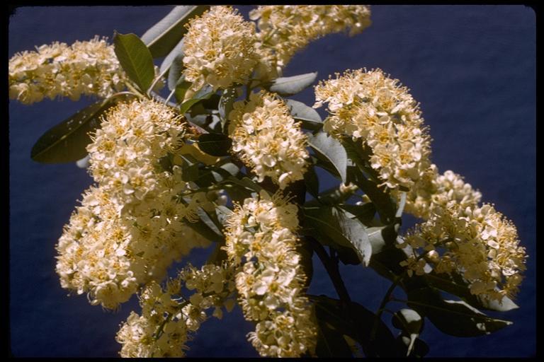 Image of western chokecherry