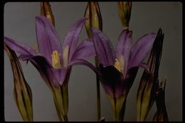 Imagem de Brodiaea elegans Hoover