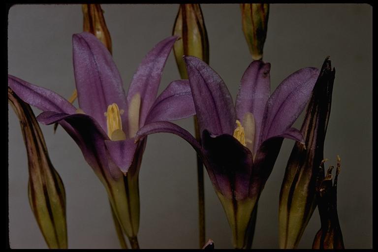 Plancia ëd Brodiaea elegans Hoover