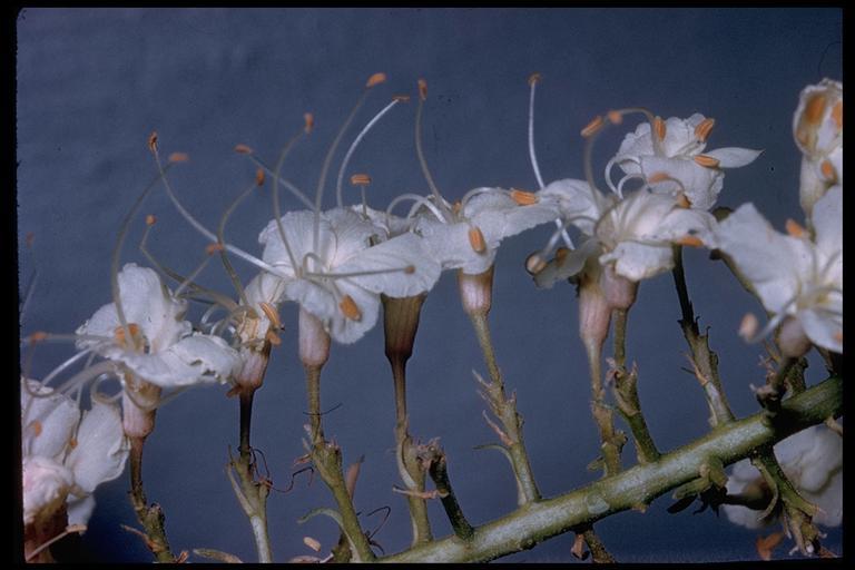 Imagem de Aesculus californica (Spach) Nutt.