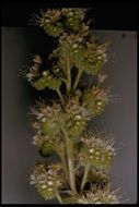 Phacelia heterophylla var. virgata (Greene) R. D. Dorn resmi