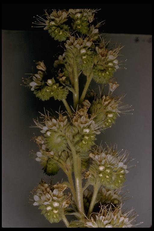 Phacelia heterophylla var. virgata (Greene) R. D. Dorn的圖片