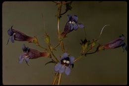 Image of slender penstemon