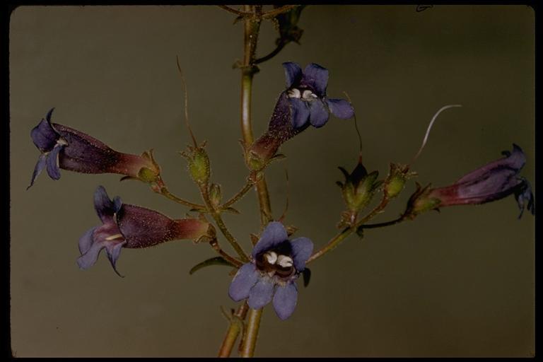 Image of slender penstemon