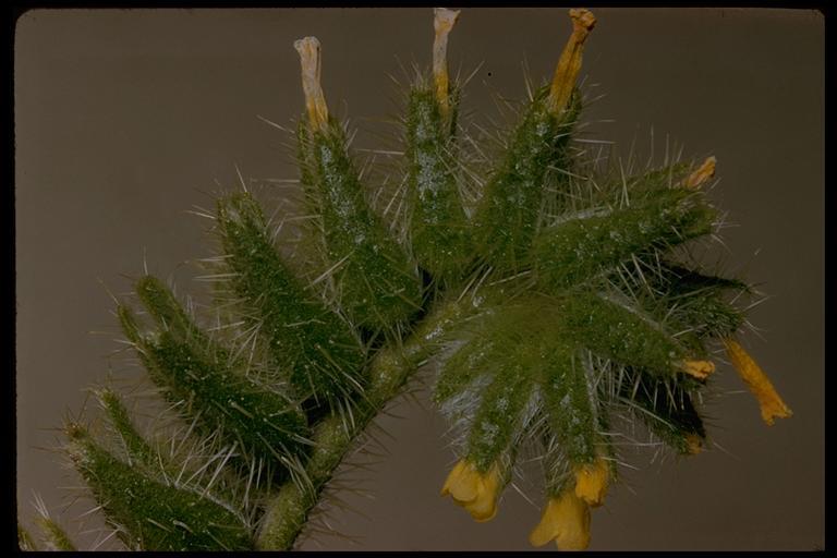 Image of bristly fiddleneck