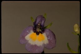 Image of doublehorn calicoflower