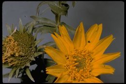 Image of arrowleaf balsamroot