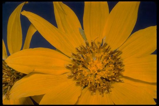 Image of Hooker's balsamroot