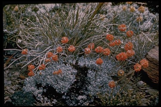 Image of cushion buckwheat