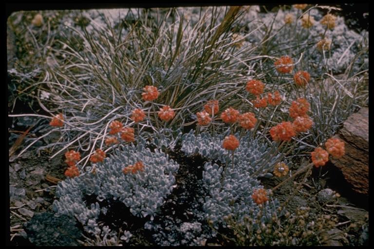 Imagem de Eriogonum ovalifolium Nutt.