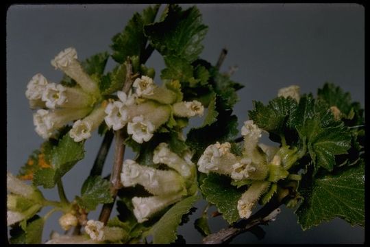 Image of wax currant