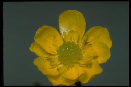 Image of plantainleaf buttercup