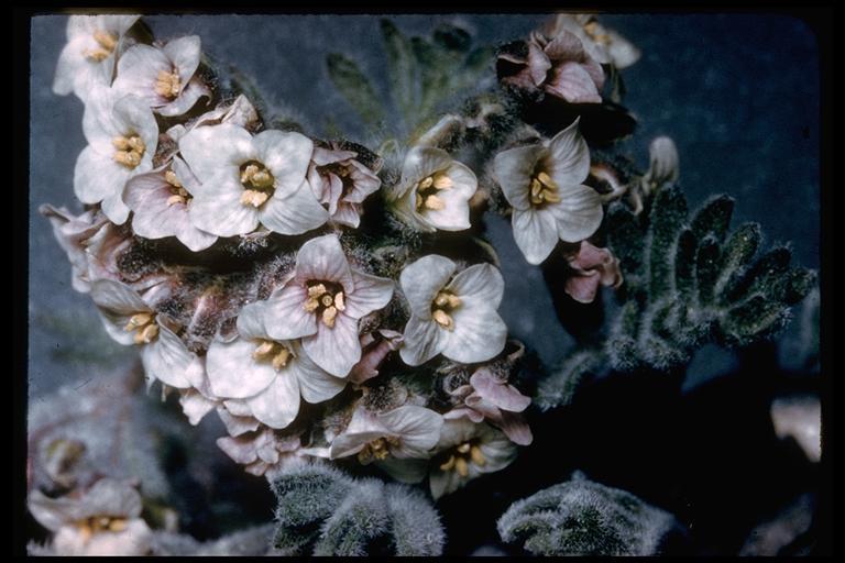 Image of alpine false candytuft