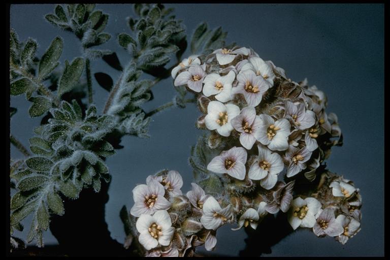 Image of alpine false candytuft