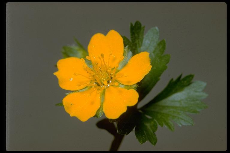 Image of high mountain cinquefoil