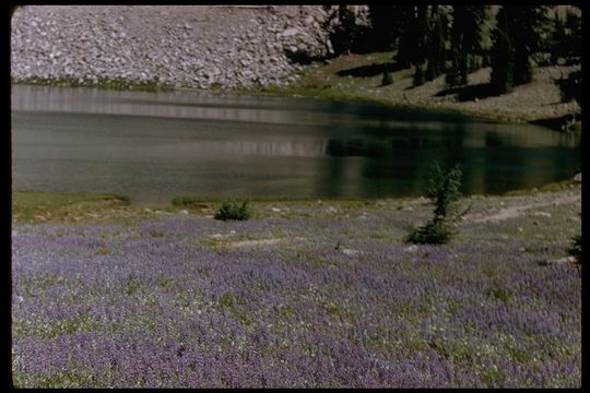 Image of Blunt-lobe Lupine