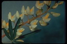 Sivun Lupinus andersonii S. Watson kuva