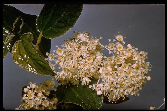 Ceanothus velutinus Dougl. resmi