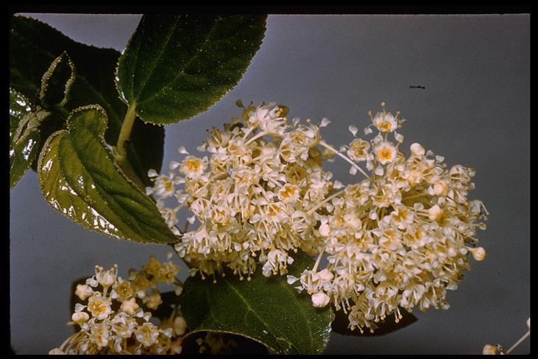 Ceanothus velutinus Dougl. resmi