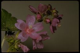 Image of Oregon checkerbloom