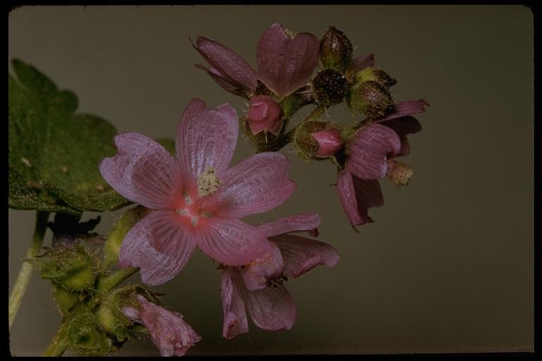 صورة Sidalcea oregana (Nutt. ex Torr. & Gray) Gray