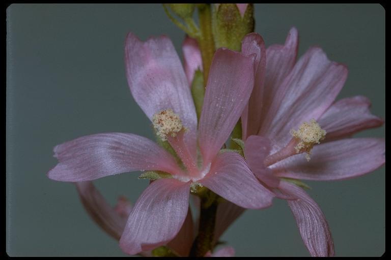 Image of Oregon checkerbloom