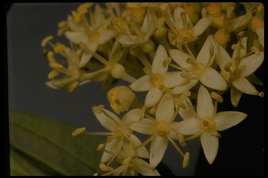 Imagem de Cornus sericea subsp. occidentalis (Torr. & A. Gray) Fosberg