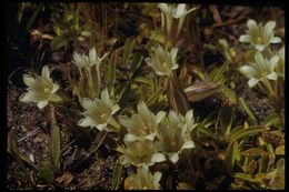 Слика од Gentiana newberryi A. Gray