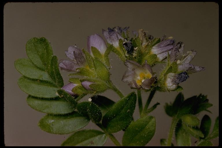 Слика од Polemonium californicum Eastw.