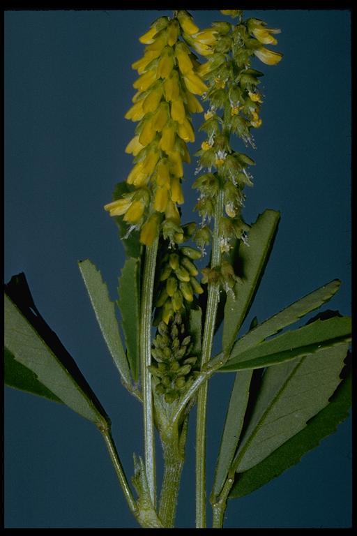 Image of annual yellow sweetclover