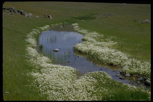 Image of foothill meadowfoam