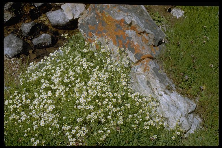 Image of foothill meadowfoam