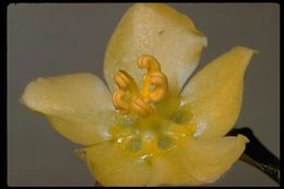 Sivun Fremontodendron californicum (Torr.) Coult. kuva