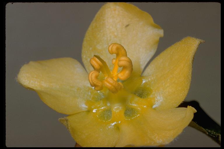 Sivun Fremontodendron californicum (Torr.) Coult. kuva