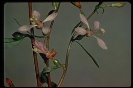 Clarkia heterandra (Torrey) H. Lewis & P. H. Raven resmi