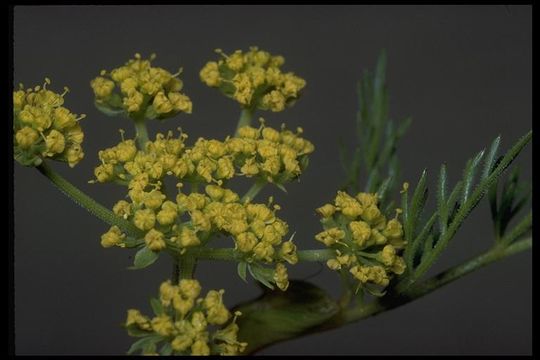 Image of common lomatium