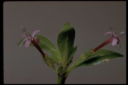 Image of Dense False Gily-Flower